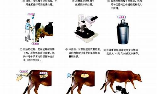 胚胎工程流程意義：高中生物胚胎工程
