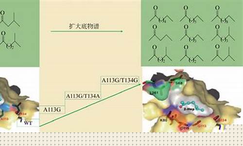 酶的催化特異性是如何實(shí)現(xiàn)的？