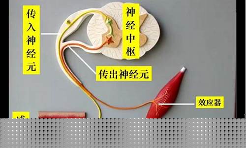 反射弧的組成部分有哪些？
