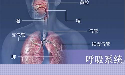 呼吸系統(tǒng)的主要功能是什么？
