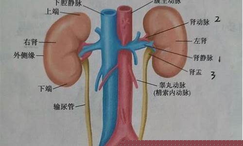 人體的泌尿系統(tǒng)如何維持水鹽平衡？