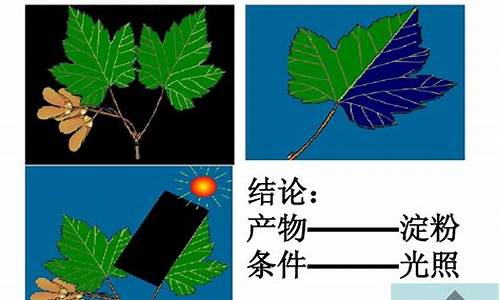 高一生物光合作用的過程是怎樣的？