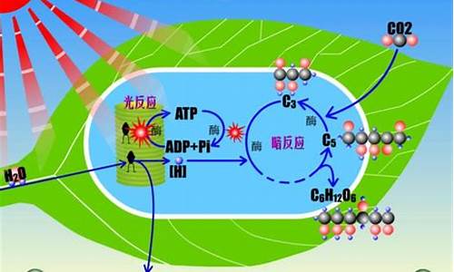 高一生物光合作用和呼吸作用的聯(lián)系與區(qū)別是什么？