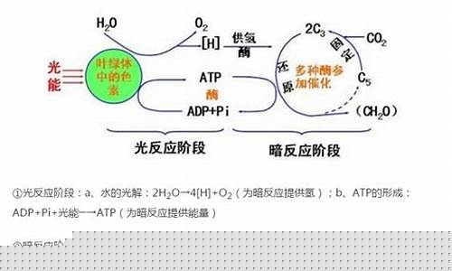 高考生物光合作用考點？