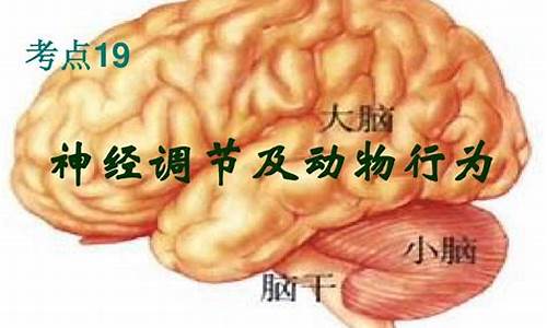 高三生物神經(jīng)調(diào)節(jié)的過程？