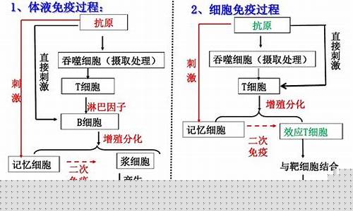 高三生物免疫調(diào)節(jié)的機(jī)制？
