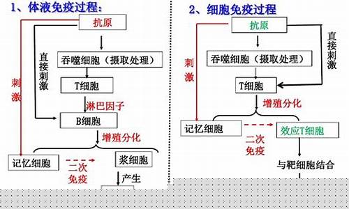 高三生物免疫調(diào)節(jié)的機制？
