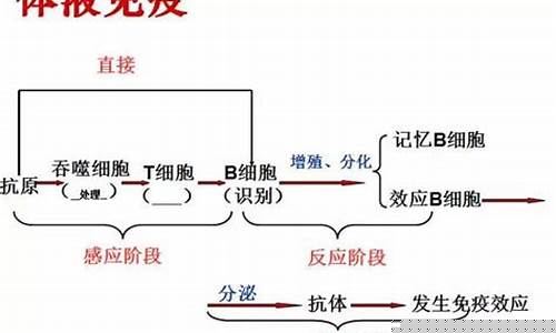 高考生物免疫調(diào)節(jié)知識(shí)點(diǎn)？