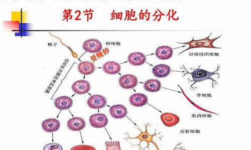 高二生物細(xì)胞分化的意義？