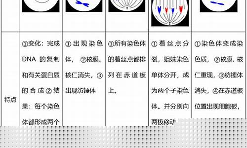 高二生物有絲分裂和減數(shù)分裂的比較？