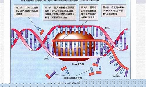 高三生物基因表達的過程？