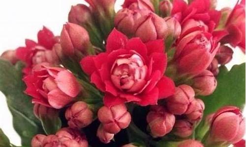 植物的習(xí)俗文化是怎樣的？