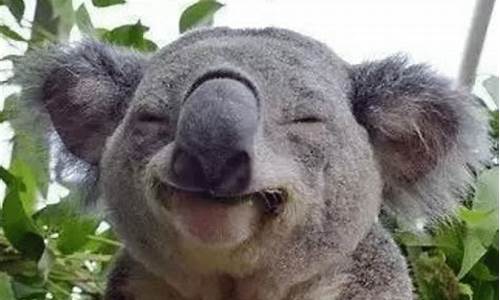 世界各地的動物節(jié)有哪些？