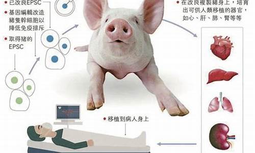 研究人員利用轉(zhuǎn)基因豬研究糖尿病及其并發(fā)癥？