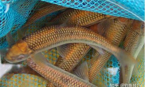 最北的淡水魚是哪種？——紅點鮭