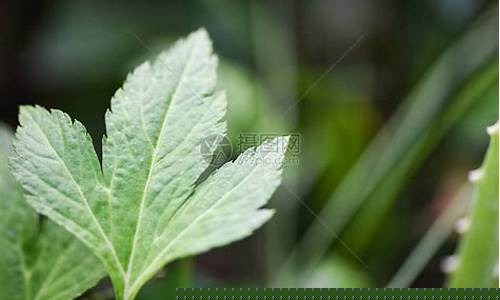 青蒿為何在古方中展現(xiàn)對(duì)瘧疾的神奇療效？