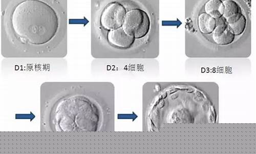 8細(xì)胞胚胎檢測能否在受精2天后檢測出遺傳病？