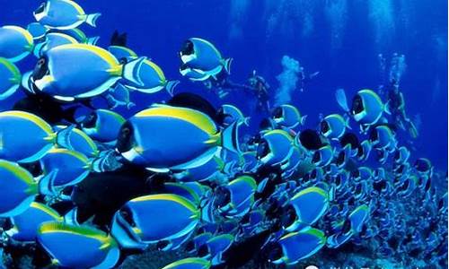 為什么極地魚類血液不凝固？