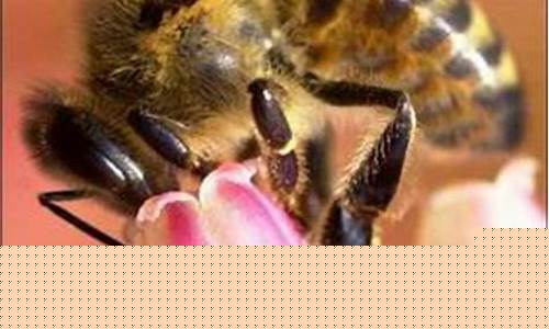 熱帶蜜蜂如何挑戰(zhàn)行星撞地球?qū)е驴铸垳缃^的理論?