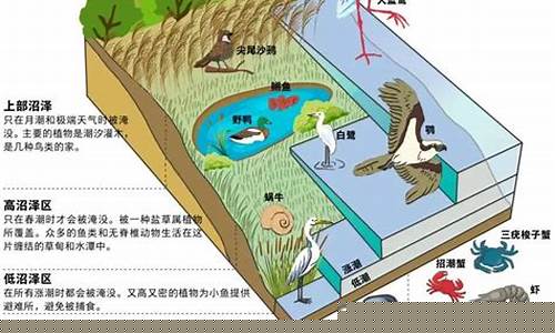 海洋生態(tài)系統(tǒng)是怎樣的？