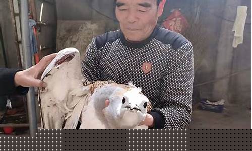 救護(hù)波斑鴇，專家為何如此呼吁？