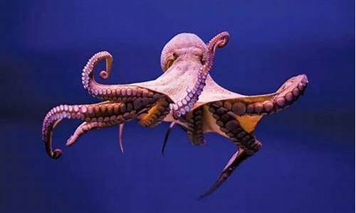 為什么章魚的觸手不會(huì)打結(jié)？