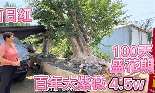 有棵老紫薇，為何一搔就癢癢？