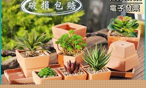 這種能呼吸的花盆叫什么？