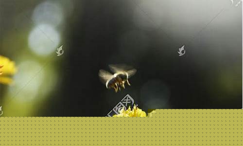 蜜蜂與花朵誰先綻放？