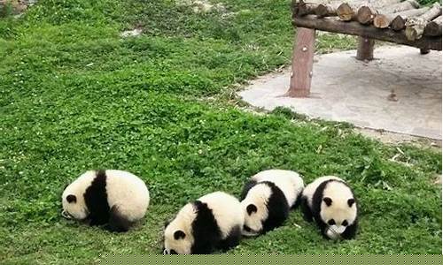 90只大熊貓都找到“爹”了嗎？