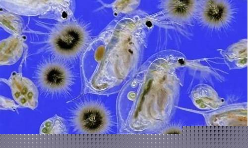 浮游生物如何影響風云變幻？
