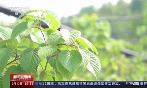 三峽庫(kù)區(qū)珍稀植物是否會(huì)因蓄水而面臨滅絕風(fēng)險(xiǎn)？
