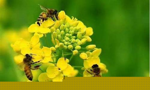 蜜蜂科普體驗(yàn)是怎樣的？