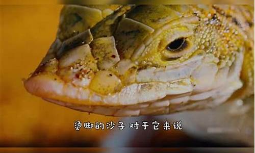 蜥蜴如何在水上飛行的奧秘揭曉？