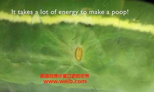 昆蟲的呼吸效率真的比人類還要高嗎？
