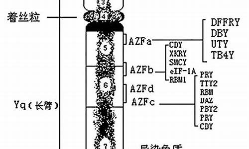 男人染色體將成滅絕禍根，12萬年后會(huì)發(fā)生什么？