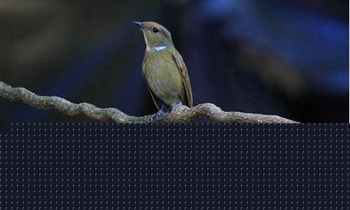 小鹟鳥是什么？