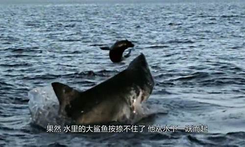 大規(guī)模捕獵海豹行動已啟動，加拿大海豹哀號聲何時止？