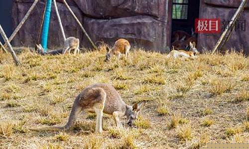 地球上的首批動物居民是誰？