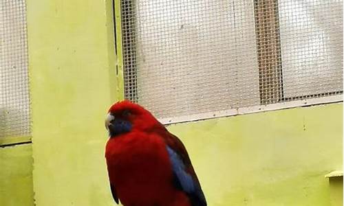 游人能與鳥兒對話嗎？