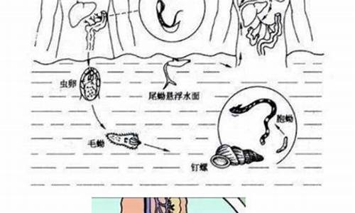 今年夏天我國(guó)血吸蟲(chóng)病急性感染為何增多？專家透露原因