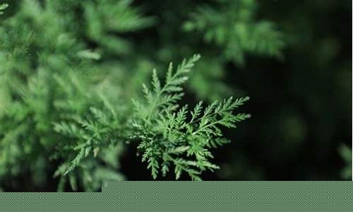 青蒿為何在古方中展現(xiàn)對瘧疾的神奇療效？