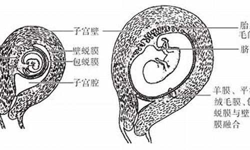 人體植入后全胚胎體外培養(yǎng)是否首次成功？