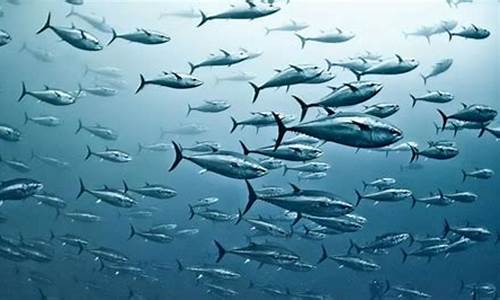 為什么極地魚類血液不凝固？