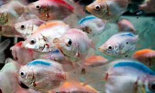 昆明魚是否是已知最古老的脊椎動(dòng)物？