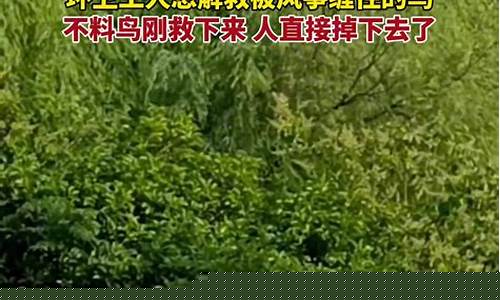 消防隊如何救下被風箏線纏住的小鳥？