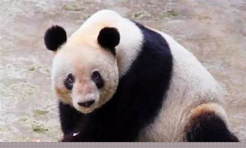為何圈養(yǎng)大熊貓偏愛產(chǎn)下雙胞胎？