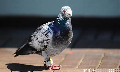 鴿子如何解開歸巢的謎團？