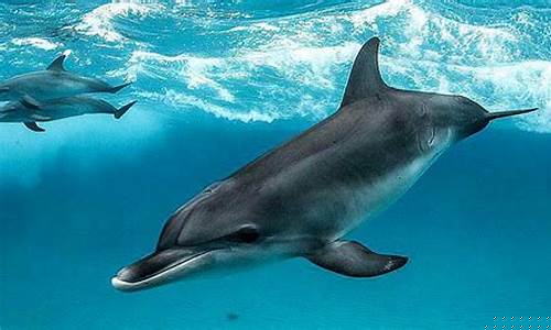 海洋生物種類究竟有多少，最新調(diào)查統(tǒng)計顯示竟然高達200萬種？