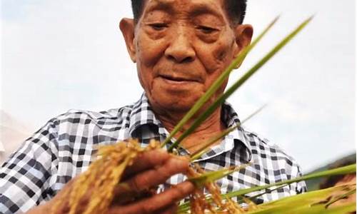 雜交水稻之父袁隆平是否再次創(chuàng)造世界水稻育種奇跡？